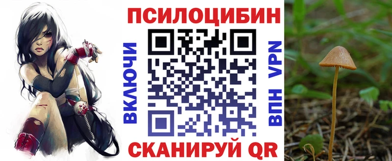 где найти   Ветлуга  Псилоцибиновые грибы мицелий 